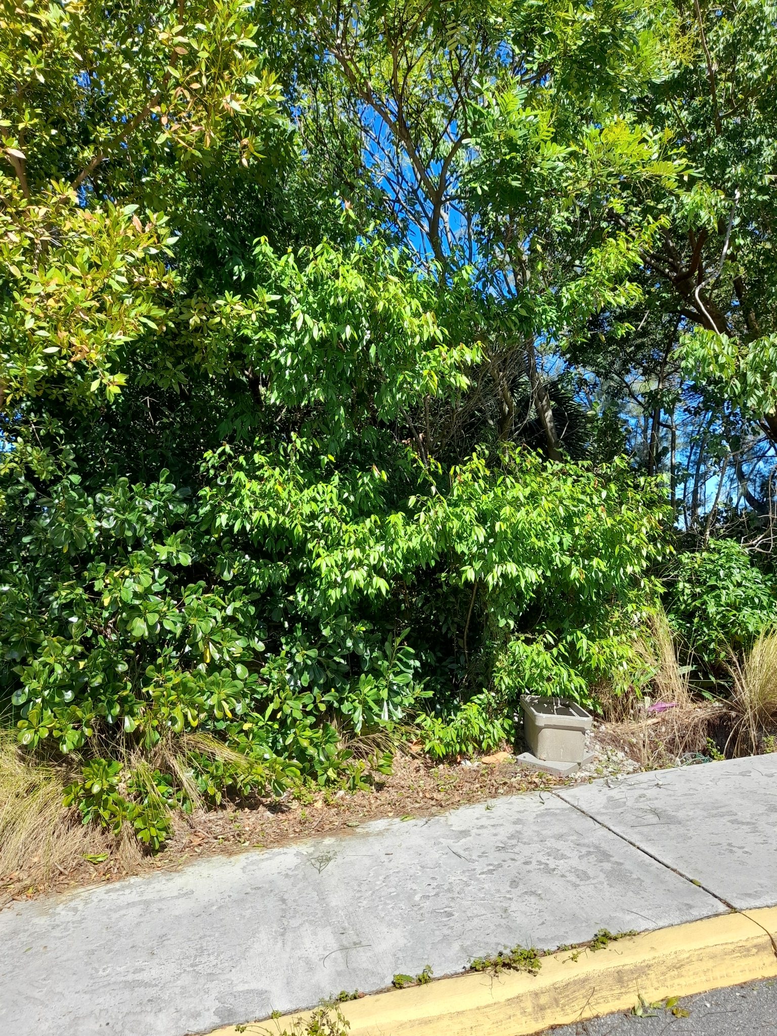 Nectandra coriacea
